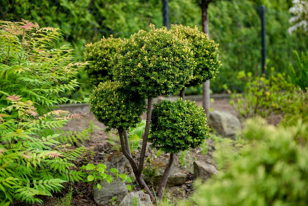 Zdjecie szkółki Begonia